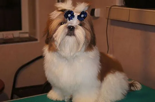 shih tzu piesek z rodowodem FCI, Małopolskie, Kraków