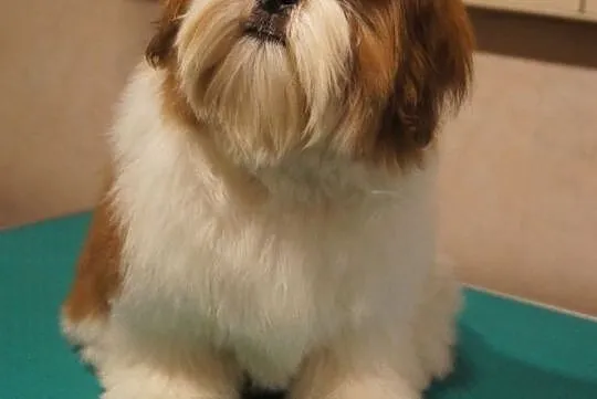 shih tzu piesek z rodowodem FCI, Małopolskie, Kraków