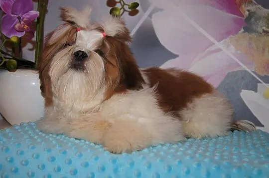shih tzu piesek z rodowodem FCI, Małopolskie, Kraków