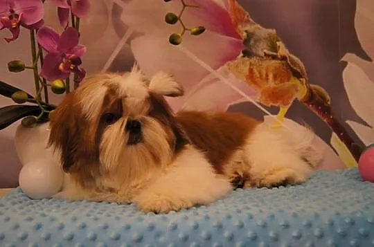 shih tzu piesek z rodowodem FCI, Małopolskie, Kraków