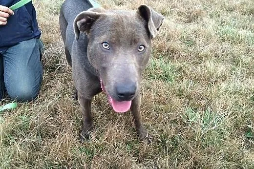 Szalony, wyjątkowy Nero do adopcji,  dolnośląskie Jelenia Góra