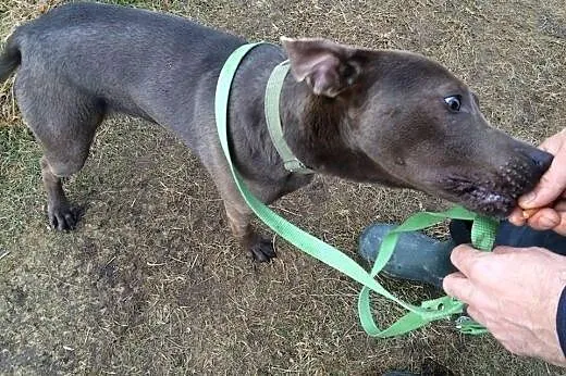 Szalony, wyjątkowy Nero do adopcji,  dolnośląskie 