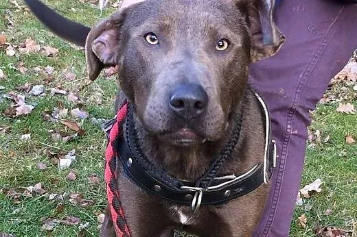 Szalony, wyjątkowy Nero do adopcji,  dolnośląskie 