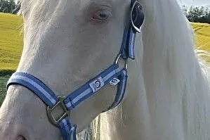 Zjawiskowa klacz P.R.E./Andaluz/Lusitano