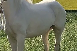 Zjawiskowa klacz P.R.E./Andaluz/Lusitano, , 