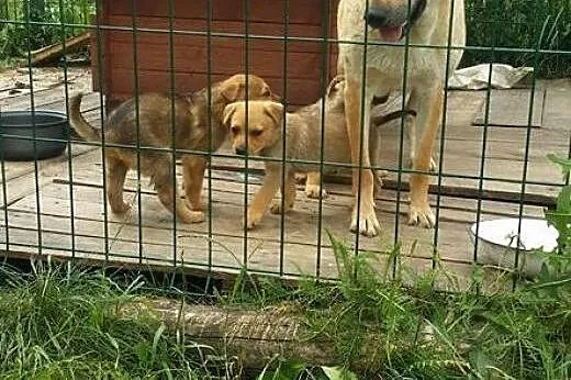 Psia rodzina, suczka i trzy SZCZENIAKI PILNIE do a