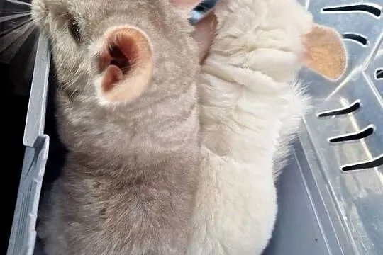Szylki szynszyle chinchilla biała i beżowa