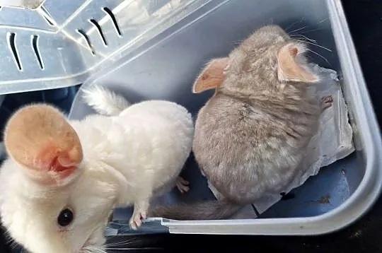Szylki szynszyle chinchilla biała i beżowa, Pomorskie, Pinczyn