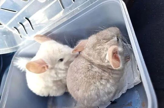 Szylki szynszyle chinchilla biała i beżowa, Pomorskie, Pinczyn