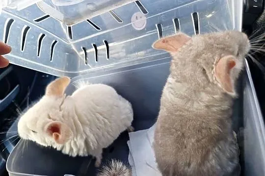Szylki szynszyle chinchilla biała i beżowa, Pomorskie, Pinczyn