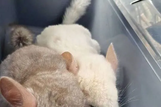 Szylki szynszyle chinchilla biała i beżowa, Pomorskie, Pinczyn