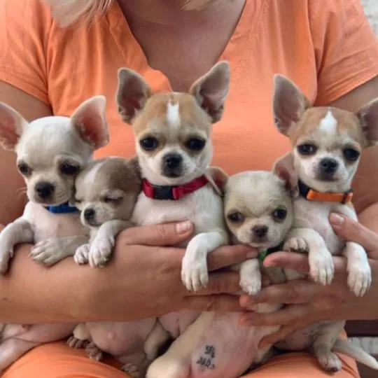 Przepiękne szczenięta chihuahua gotowe do sprzedaży w nowych domach, Mazowieckie, Warszawa