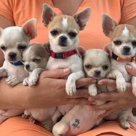 Przepiękne szczenięta chihuahua gotowe do sprzedaży w nowych domach