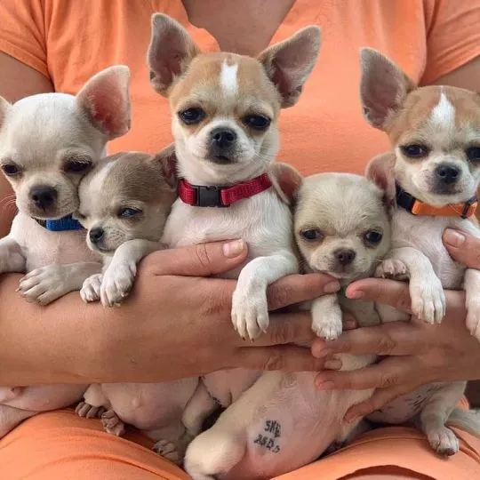 Przepiękne szczenięta chihuahua gotowe do sprzedaży w nowych domach