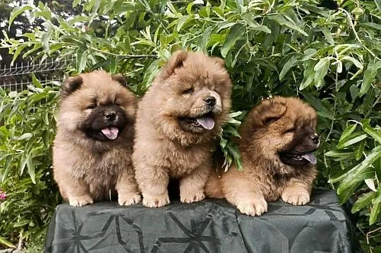 Wzorcowe Chow Chow piękny exterrier rodzice FCI, Opolskie, Krapkowice