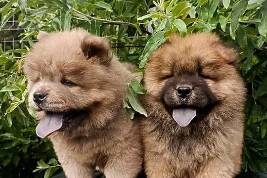 Wzorcowe Chow Chow piękny exterrier rodzice FCI, Opolskie, Krapkowice