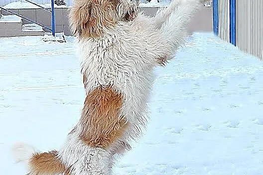 Ciastuś, chodząca słodycz, cudny duży puchaty miś do adopcji