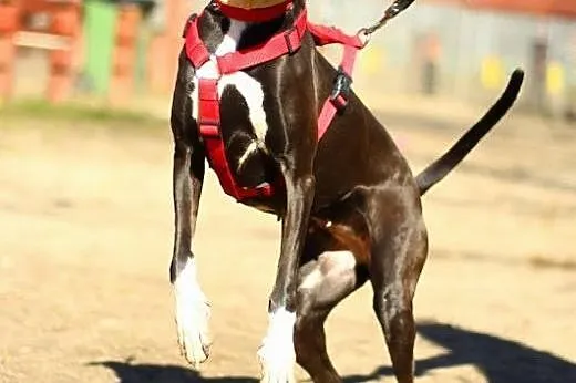 Venus cudowna sunia do adopcji,  mazowieckie Warszawa