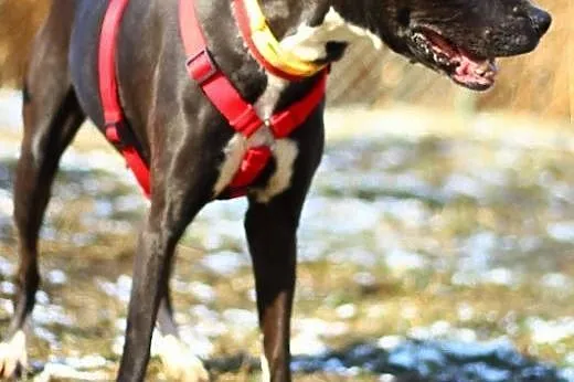 Venus cudowna sunia do adopcji,  mazowieckie Warsz