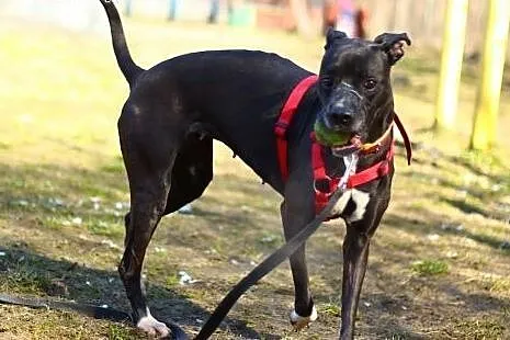 Venus cudowna sunia do adopcji,  mazowieckie Warsz