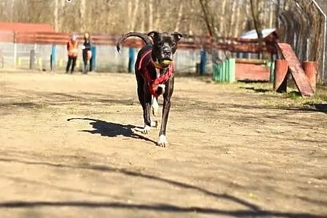 Venus cudowna sunia do adopcji,  mazowieckie Warsz