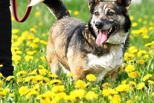 Dziubuś niewielki, energiczny, wesoły piesek ADOPC