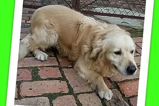 GOLDEN mix-przyjazny,łagodny, grzeczny pies szuka domu.ADOPCJA