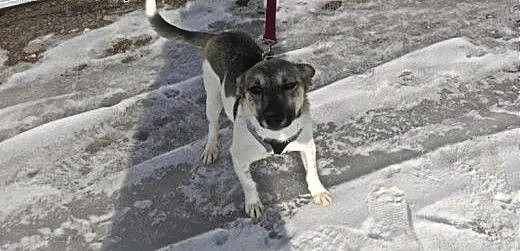 Stasiu poleca się do adopcji., świętokrzyskie San
