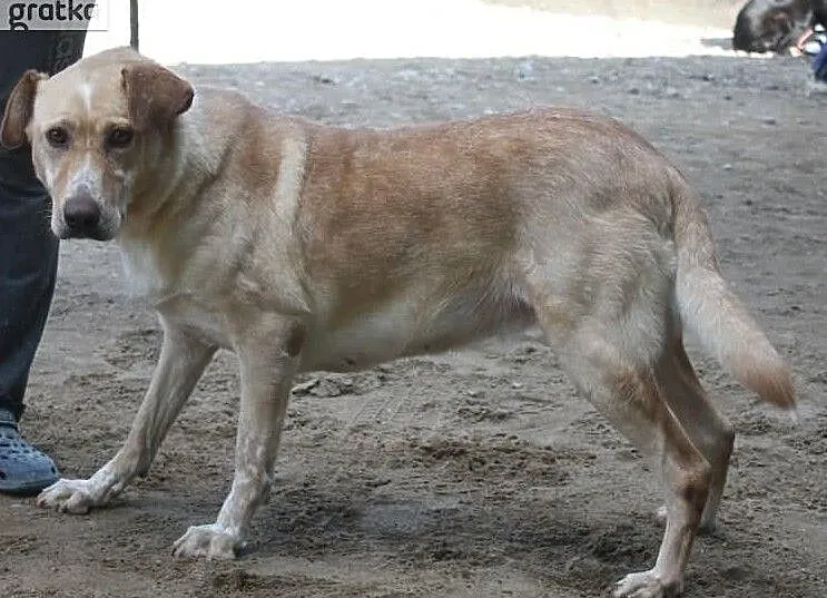 Śliczna sunia w typie labradora szuka domu, , Wojtyszki