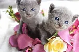 Kociaki Rosyjskie Niebieskie,  dolnośląskie Lubin, Lubin