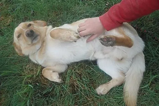Pucuś - młodziutki psiak sierotka, potrzebuje Miło