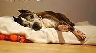 Best szuka domu, Amstaff cała Polska