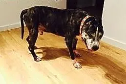 Best szuka domu,  Amstaff cała Polska