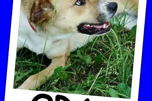 Suczka 15 kg,towarzyska,kontaktowa,przytulaśna ORA.Adopcja.,  dolnośląskie Wrocław
