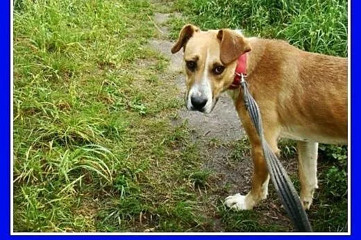 Suczka 15 kg,towarzyska,kontaktowa,przytulaśna ORA