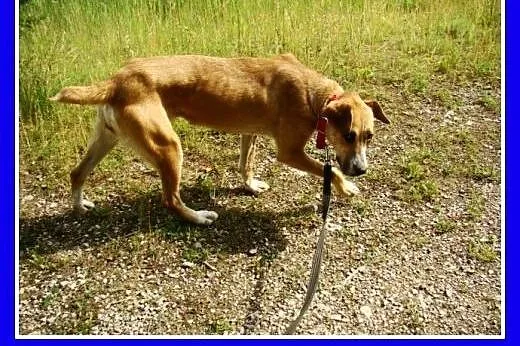 Suczka 15 kg,towarzyska,kontaktowa,przytulaśna ORA
