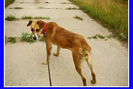 Suczka 15 kg,towarzyska,kontaktowa,przytulaśna ORA