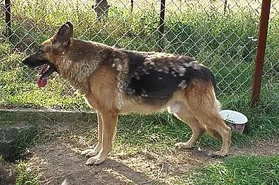 Deks - owczarek niemiecki   ,  mazowieckie Warszaw