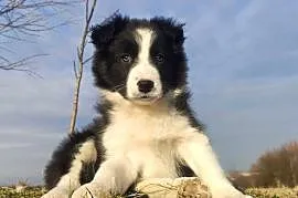 Piękna Suczka Border Collie - Szczeniak z hodowli z pełną dok.