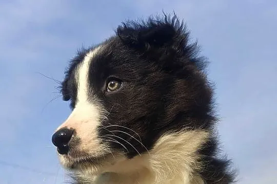 Piękna Suczka Border Collie - Szczeniak z hodowli z pełną dok., Podkarpackie, Iwonicz