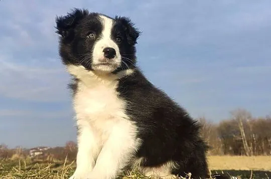 Piękna Suczka Border Collie - Szczeniak z hodowli z pełną dok., Podkarpackie, Iwonicz