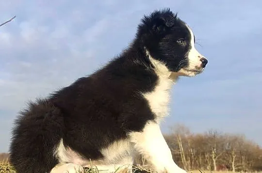 Piękna Suczka Border Collie - Szczeniak z hodowli z pełną dok., Podkarpackie, Iwonicz