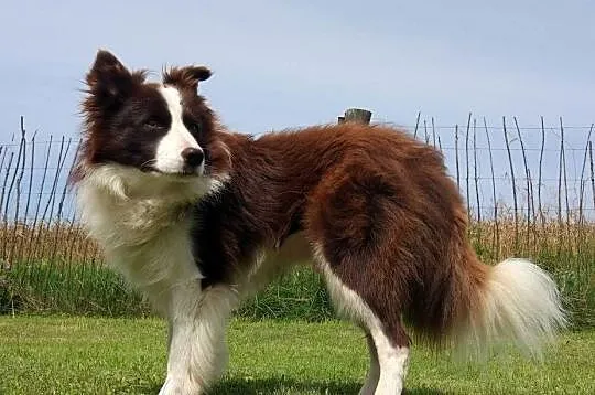 Piękna Suczka Border Collie - Szczeniak z hodowli z pełną dok., Podkarpackie, Iwonicz