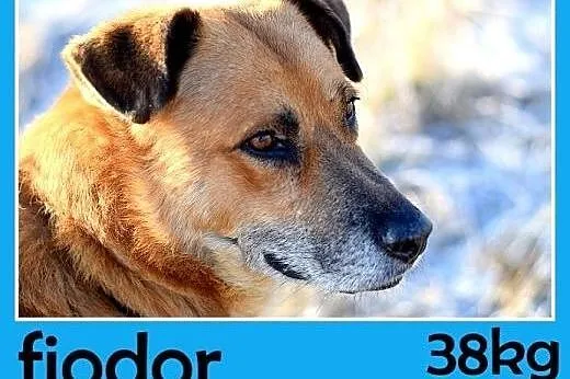 38kg,duży,spokojny,zrównoważony pies FIODOR.Adopcja,  małopolskie Kraków
