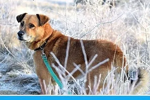 38kg,duży,spokojny,zrównoważony pies FIODOR.Adopcj