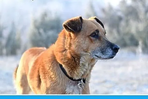 38kg,duży,spokojny,zrównoważony pies FIODOR.Adopcj