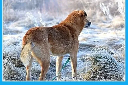 38kg,duży,spokojny,zrównoważony pies FIODOR.Adopcj