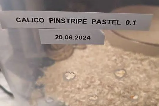 Sprzedam pytony królewskie, Lubelskie, Łuków