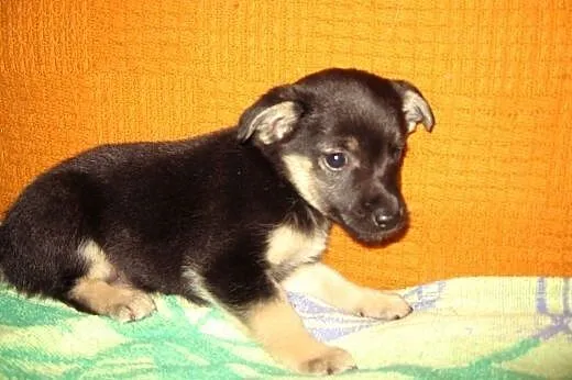 Mix pinczerka 2 miesieczny,adopcja!!,  świętokrzys