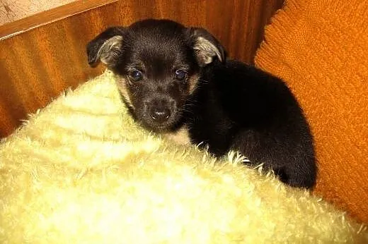 Mix pinczerka 2 miesieczny,adopcja!!,  świętokrzys
